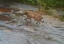 VÍDEO: confira imagens raras de puma circulando em área de preservação na Serra 