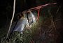 Mulher fica ferida após veículo cair de barranco de 50 metros em Serafina Corrêa 