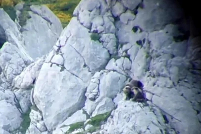 Urso pardo morre após lutar contra fêmea que estava protegendo o filhote. Caso ocorreu em um penhasco próximo de Peña de Santa Lucía, no norte do município espanhol de Palencia, que pertence à comunidade de Castela e Leão.<!-- NICAID(15120375) -->