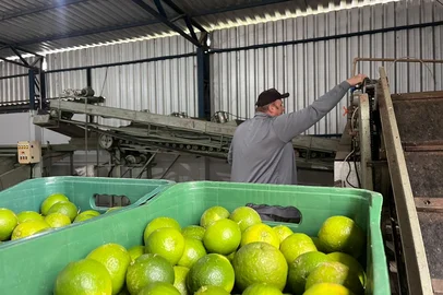 Após colhidas, frutas como limão e bergamota são higienizadas em maquina.