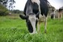 VIAMÃO, RS, BRASIL, 23-07-2015: Matéria sobre a produção de leite em propriedade no município de Viamão. (Foto: Ricardo Duarte/Agência RBS/Notícias)<!-- NICAID(11567451) -->