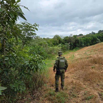 Brigada Militar flagra mais de 19 mil m² de desmatamento ilegal no norte do RS<!-- NICAID(16192954) -->