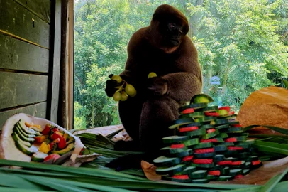 Animais do GramadoZoo ganham petiscos e brinquedos em comemoração ao Natal<!-- NICAID(15939555) -->