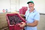 Agricultor Paulo Vicenzi, de Ana Rech, entregou 1,7 toneladas de uva para a Festa da Uva nesta terça-feira, dia 30 de janeiro. <!-- NICAID(15665043) -->