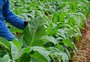 Com ajuda do clima, produtividade do tabaco cresce 20% no Rio Grande do Sul