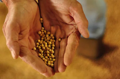 Soja com pouca produtividade.O produtor João Kurtz Amantino está plantando pela primeira vez Girassóis. 30 Ha. Para aumentar a renda, aproveitar o solo e aumentar a produtividade. Tem até um pivô grandão para irrigação. Está bem florido, mas já estão começando a cair as pétalas e consequentemente logo vai colher.Fotógrafo:Diogo Zanatta<!-- NICAID(9375727) -->