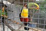 Araras, tucanos e outras aves são localizados em viveiro irregular que funcionava em boate de Porto Alegre