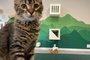 cafeteria, gato, cat café, destemperados, porto alegre<!-- NICAID(15449495) -->