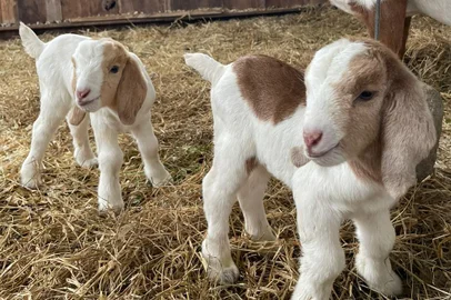 Público pode ajudar a escolher nomes de cabritinhos de parque cultural de Nova Petrópolis<!-- NICAID(15467323) -->