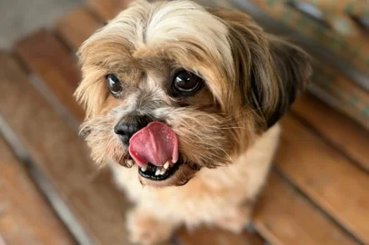 Cão Theo, que está processando a tutora por danos sofridos em castração caseira<!-- NICAID(15842696) -->
