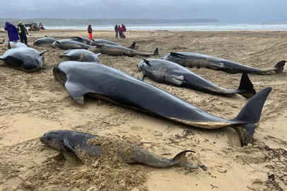 Pelo menos 55 cetáceos, a maioria deles mortos, foram encontrados em uma praia da ilha de Lewis e Harris, no oeste da Escócia, informou uma equipe de resgate de animais marinhos neste domingo (16). Foto: British Divers Marine Life Rescue / Divulgação<!-- NICAID(15484356) -->