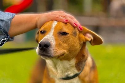 A Prefeitura de Gramado, por meio da Secretaria da Saúde, lançou a campanha “Adote um cão abrigado”, com o objetivo de encontrar um lar cheio de amor para os 109 cães disponíveis para adoção no abrigo municipal. Todos os animais estão castrados, vacinados, chipados, saudáveis e são extremamente dóceis.<!-- NICAID(16015953) -->