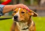 Cães adotados em abrigo municipal de Gramado terão atendimento veterinário vitalício