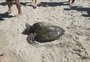 VÍDEO: tartaruga ferida é resgatada e devolvida ao mar em Xangri-lá