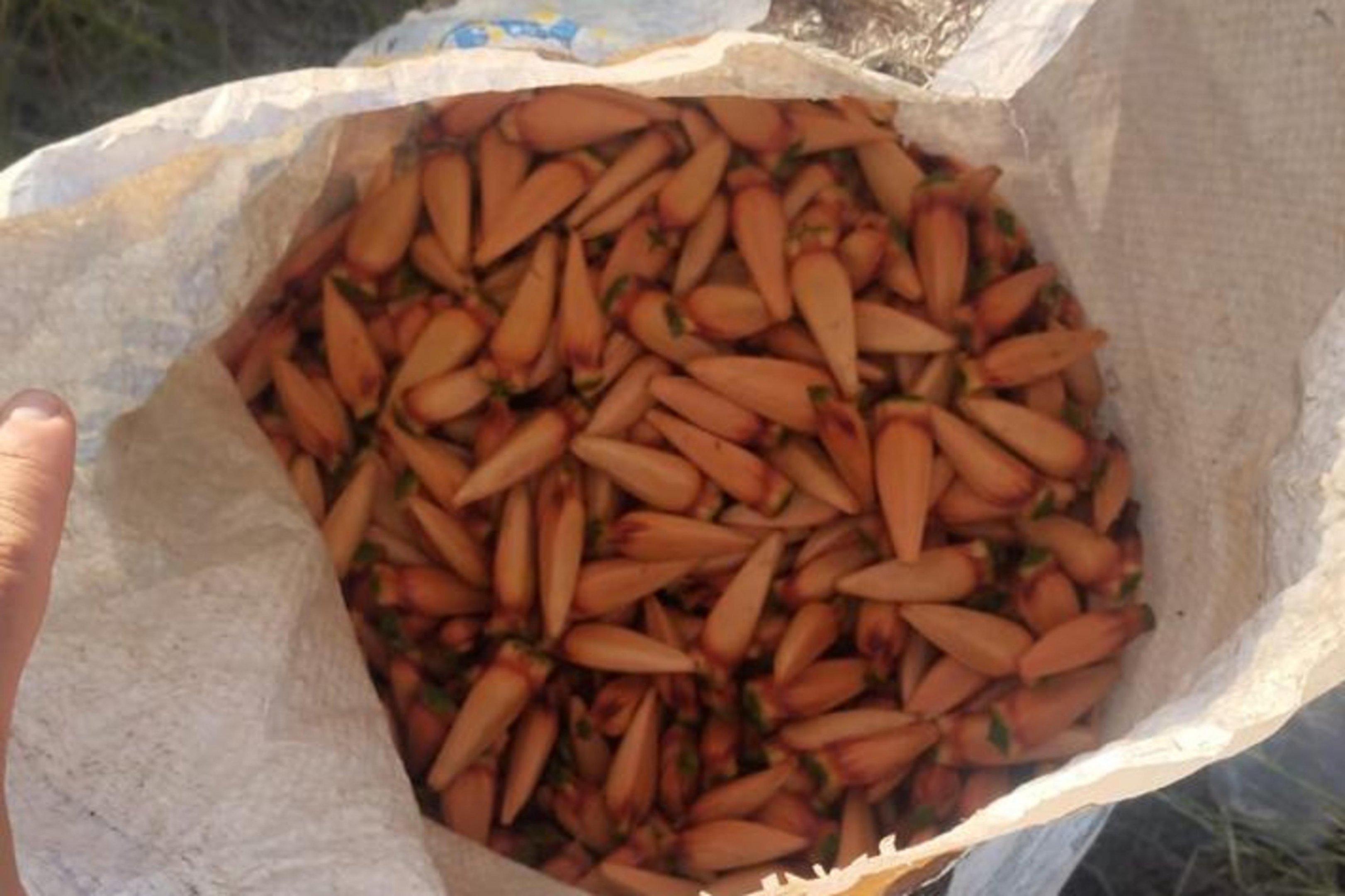 Brigada Militar apreende mais de 60 quilos de pinh&atilde;o no norte do RS