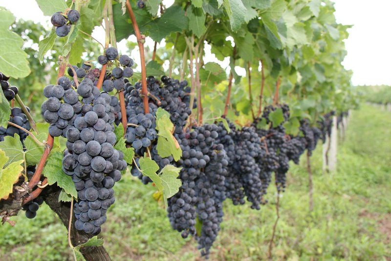 O produtor Eloy Mosena cultiva uvas viníferas próprias para a confecção de vinhos finos, em Barão de Cotegipe, no norte do Estado.  São mais de 30  variedades testadas na propriedade, mas a  Lorena (branca) e a Merlot (preta) são as que melhor se adaptaram ao clima, altitude  e solo da região.<!-- NICAID(7902770) -->