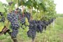 O produtor Eloy Mosena cultiva uvas viníferas próprias para a confecção de vinhos finos, em Barão de Cotegipe, no norte do Estado.  São mais de 30  variedades testadas na propriedade, mas a  Lorena (branca) e a Merlot (preta) são as que melhor se adaptaram ao clima, altitude  e solo da região.<!-- NICAID(7902770) -->