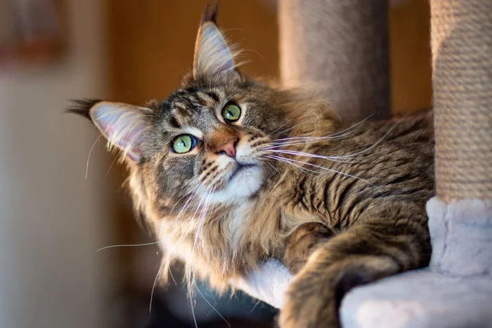 photosbelkina / Shutterstock | Portal EdiCase