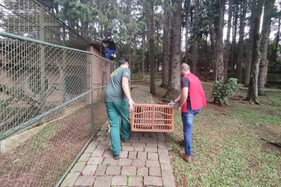 Mudança de local se deu pela falta de condições de viverem em vida livre<!-- NICAID(15414310) -->