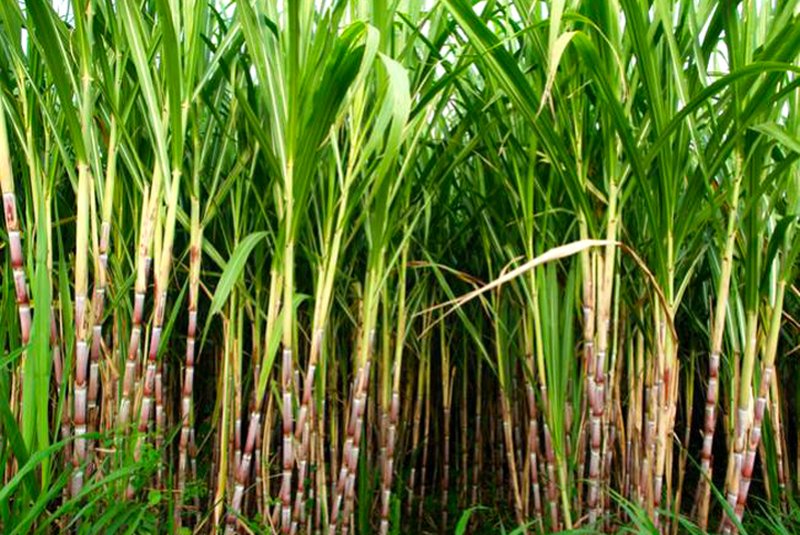 Cana  angola  biocom  etanol  açúcar  energia  cana-de-açúcar
