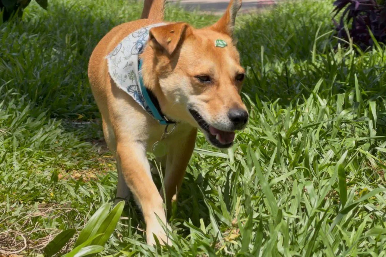 Tamires Hanke/Grupo RBS