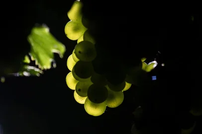 Lauro Grivot / Divulgação Safra 2026 da Casa Perini promete frescor e elegância<!-- NICAID(16238951) -->