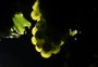 Por que safra de uva será "dos espumantes" para esta vinícola neste ano
