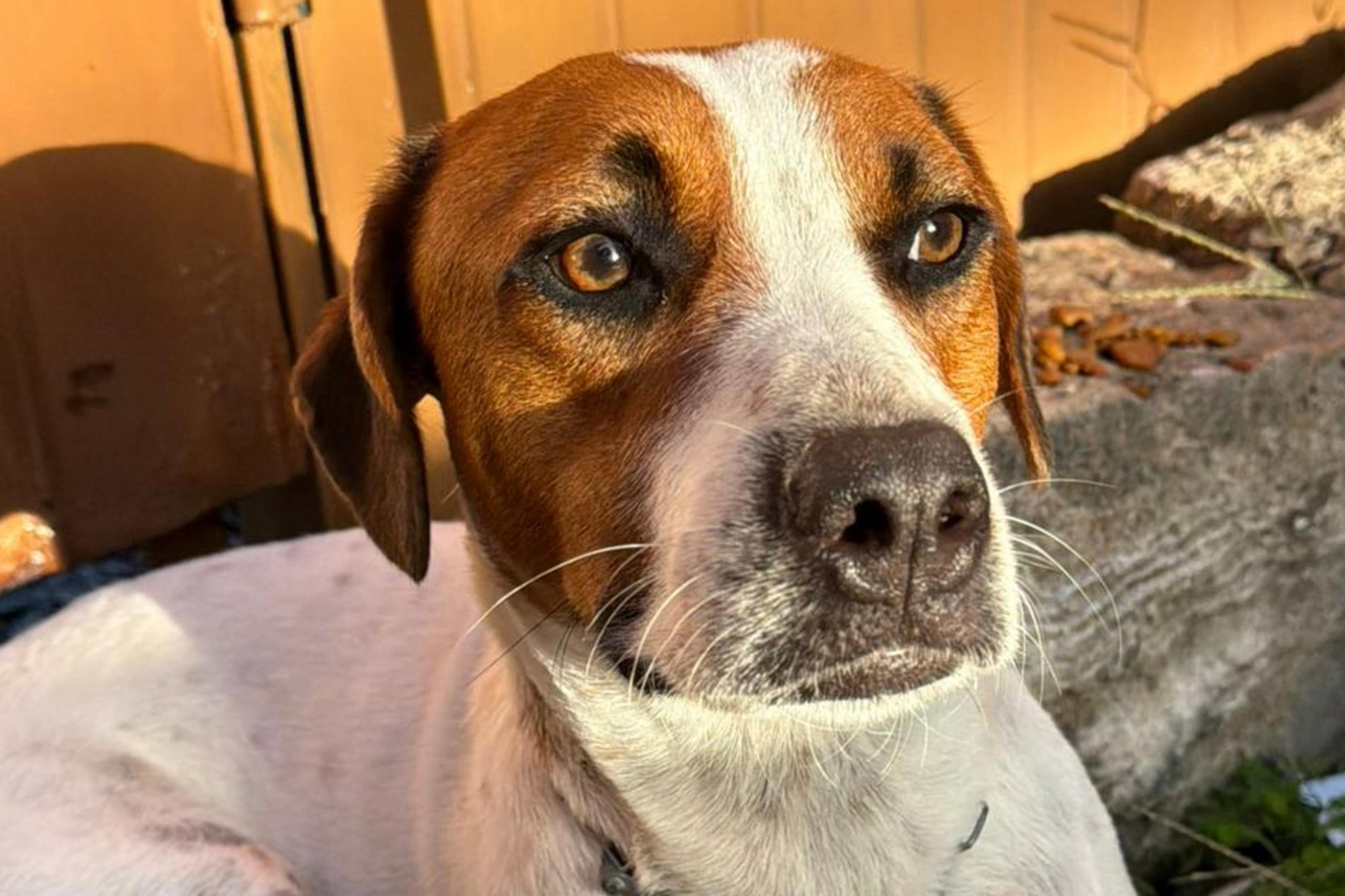 C&acirc;mera flagra homem abandonando cachorro na zona sul de Porto Alegre; veja v&iacute;deo