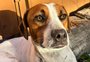 Câmera flagra homem abandonando cachorro na zona sul de Porto Alegre; veja vídeo