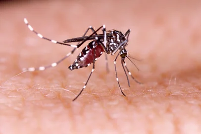 Dengue, zika and chikungunya fever mosquito (aedes aegypti) on human skin tacio philip / stock.adobe.com<!-- NICAID(15744434) -->