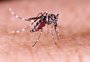 Mortalidade por dengue aumentou nos últimos quatro anos entre idosos no RS, aponta pesquisa