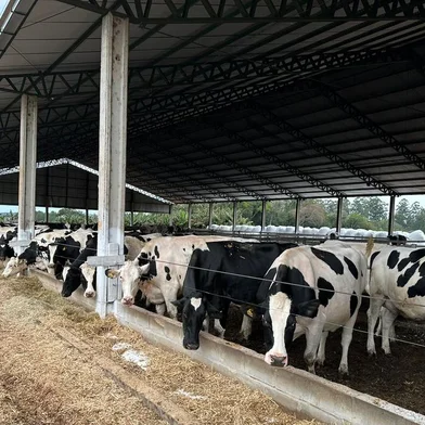 Vacas da raça holandesa que estreiam na Expointer deste ano<!-- NICAID(15504601) -->