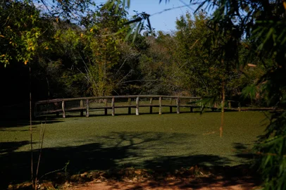 Porto Alegre, RS, BrasilApos completar 65 anos o Jardim Botânico passa por discussões sobre privatização, implementação de projetos e possui alta relevância científica e de conservação.Indexador: Jonathan Hgeckler<!-- NICAID(15493538) -->