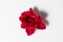 PORTO ALEGRE, RS, BRASIL, 19-02-2018: Flores artificiais para a capa do caderno Vida sobre menstruação. (Foto: Mateus Bruxel / Agência RBS)<!-- NICAID(13420475) -->