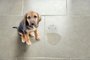 CUNAPLUSCute puppy sitting near wet spotIndexador: Manuel fabaFonte: 211028489<!-- NICAID(15543867) -->