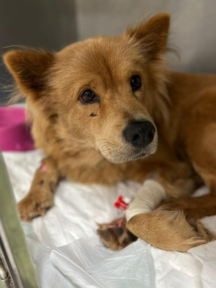 Vida Centro Veterinário / Divulgação Vida Centro Veterinário / Divulgação