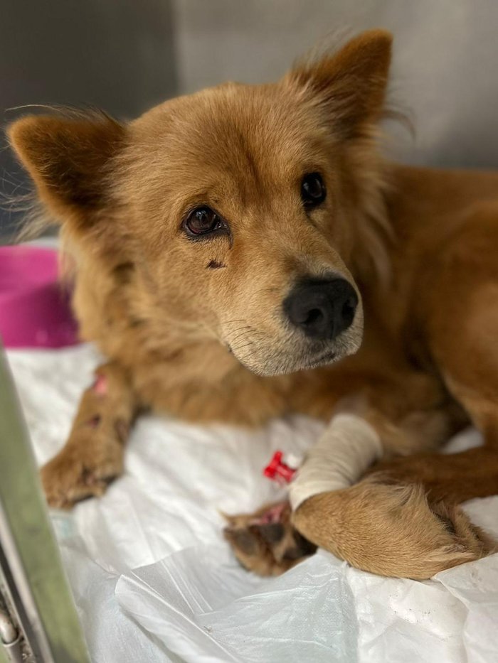 Vida Centro Veterinário / Divulgação