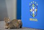 A proporção de cachorros e gatos é um para cem no Catar