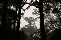 Araucária Gigante<!-- NICAID(16165288) -->
