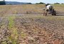 Gisele Loeblein: plantio de trigo entra no quarto final no RS