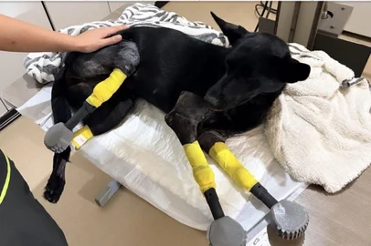 ONG Protetores Caseiros / Reprodução Imagens de Anja, cadela vítima de maus-tratos com próteses.<!-- NICAID(16246376) -->