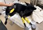 Cadela que teve patas decepadas pelo tutor passa por cirurgia para voltar a andar