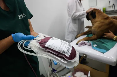 Jonathan Heckler / Agencia RBS PORTO ALEGRE, RS, BRASIL, 12-03-2026: Bancos de sangue de animais de estimação enfrenta dificuldade para manter estoques. Doação de sangue de pet, cães e gatos, ainda é pouco procurada. Foto: Jonathan Heckler/Agência RBS<!-- NICAID(16243536) -->