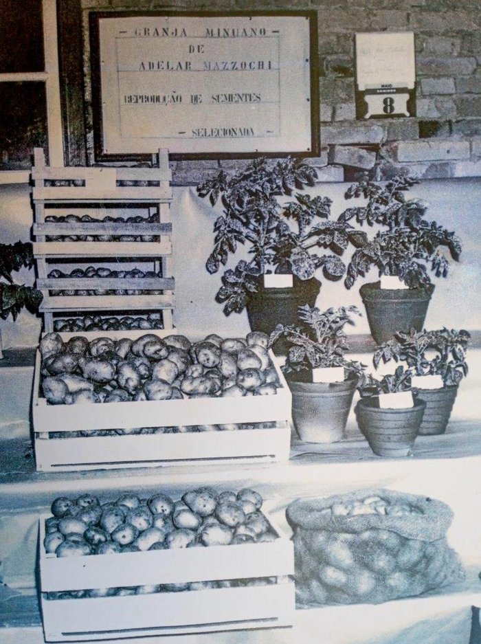 Acervo família Mazzochi / divulgação