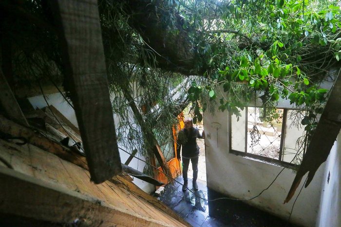 Árvore caiu na segunda-feira (25), no bairro Rubem Berta, zona norte da Capital