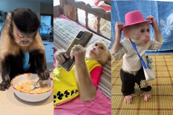 TikTok / Reprodução