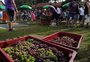 Quase 150 mil pessoas visitaram a Festa da Uva, segundo organização, em 10 dias de evento