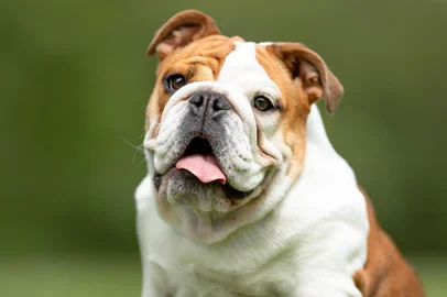 Cachorro bulldog - Foto: Dyrefotografi.dk/stock.adobe.comFonte: 277071498<!-- NICAID(15624985) -->