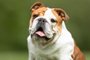 Cachorro bulldog - Foto: Dyrefotografi.dk/stock.adobe.comFonte: 277071498<!-- NICAID(15624985) -->