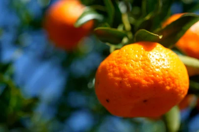 Bergamota é Bem+ Agro<!-- NICAID(16309220) -->